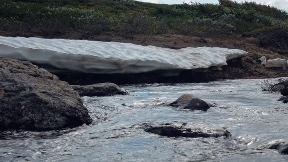 Mountain Stream From Melted Snow At Jamtlandstriangeln In Jamtland County, Sweden. - close up, panni alt