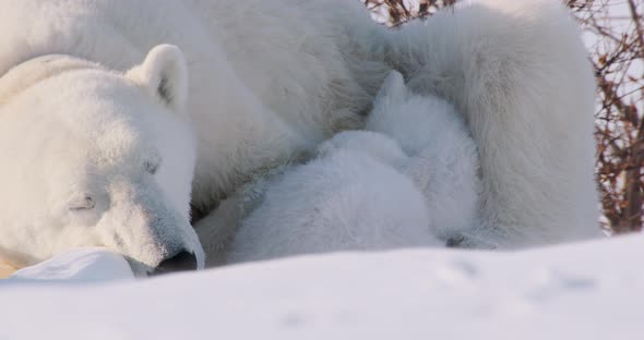 Close up of two Polar Bear cubs sleeping with sow. Sow opens eyes and then goes back to sleep. alt