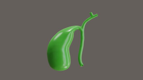 3D Animation of The gallbladder stores bile produced by the liver alt