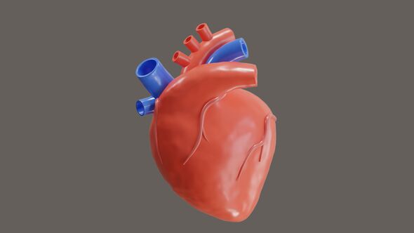 3D Animation of The heart functions to pump blood alt