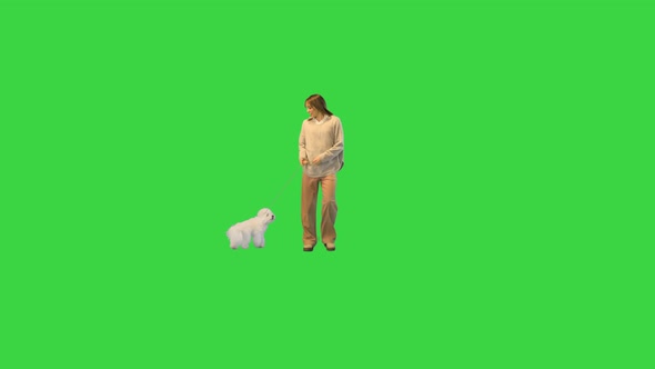 White Bichon Frise Dog on a Walk with Her Owner on Camera on a Green Screen Chroma Key