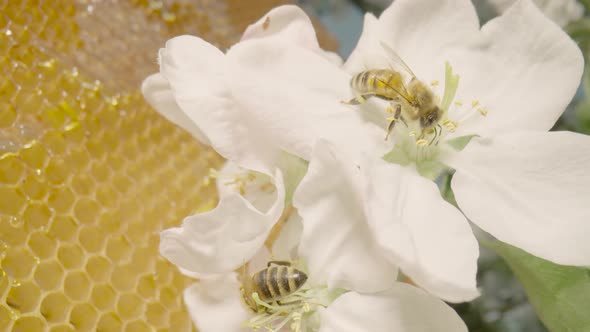 Bees Pollinate Flower of an Apple Tree Against Background of Honeycombs with Golden Honey alt