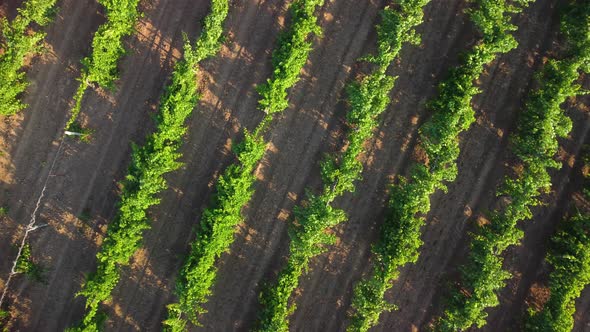 Vineyard View From the Air alt