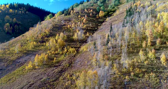 Colorado rocky mountain aspen groves turning golden during the fall season. alt