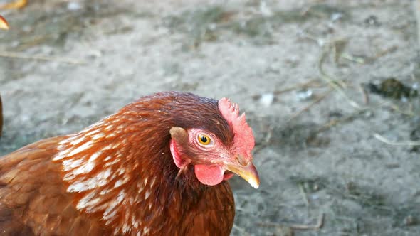 Chicken On Farm Outdoor 