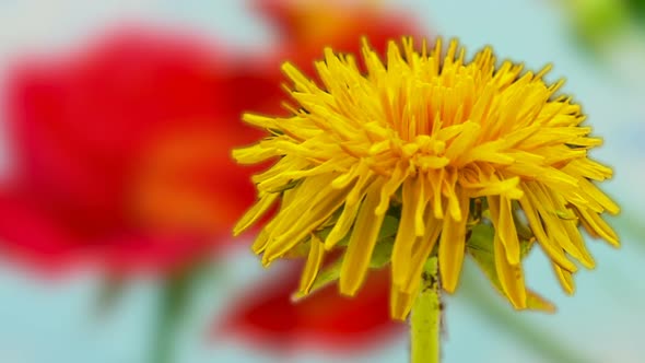 Dandelion Blossom TImelapse alt