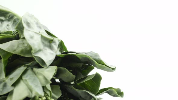 Kale fresh green leaves rotating turning and macro close up on the white background alt