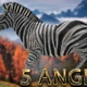 Zebra walking from 5 different angles - VideoHive Item for Sale