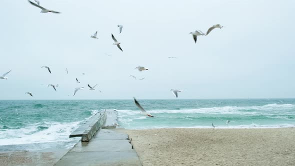 Many Seagulls are Circling Over the Sandy Beach Near the Pier