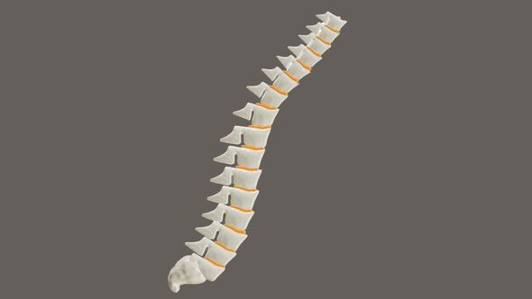 3D Animation of The spine consists of 33 or 34 vertebrae alt