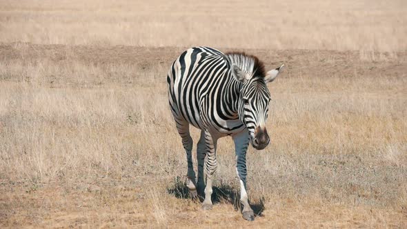 Exotic Striped Zebra Walking Along Rusty Grass of Taurida Steppes in Summer