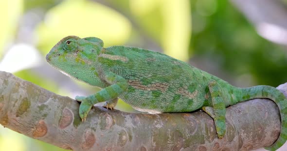 Green chameleon sitting on a branch