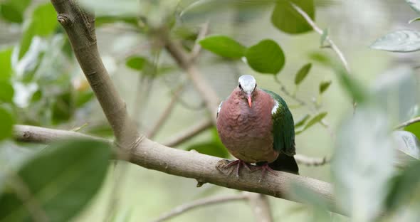 Red Mouth with Green Wing Pigeon