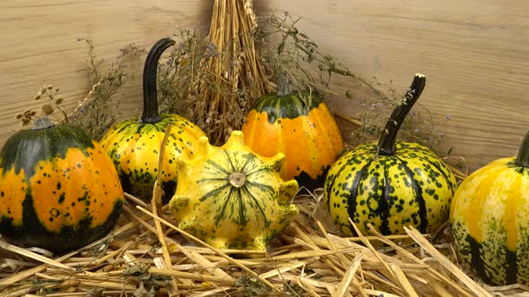 Multicolored decorative pumpkins lie on a straw on a background of a wooden board and dry herbs
