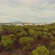 Urban forest within the city new construction destroying the trees new houses - VideoHive Item for Sale