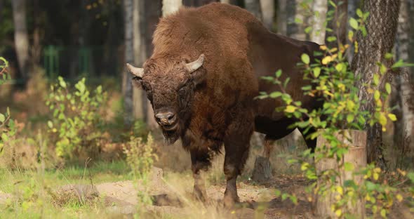 European Bison Or Bison Bonasus Also Known As Wisent Or European Wood Bison In Autumn Forest alt