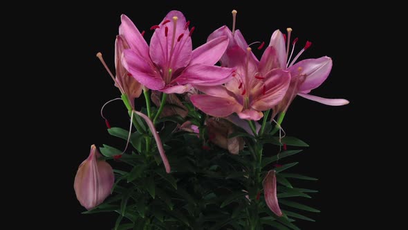 Time-lapse of dying pink lily bouquet alt