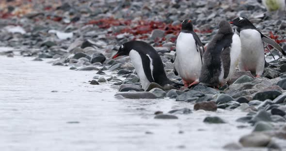 MS Group of Gentoo Penguin (Pygoscelis papua) chicks on rocks by water / Cuverville Island, Antarctic