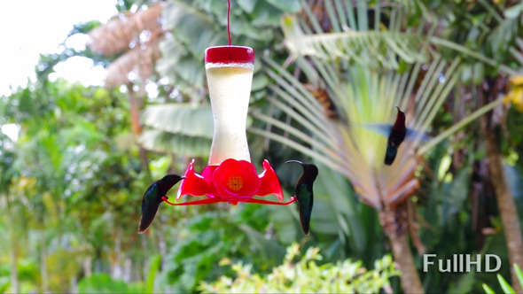 Humming-Bird On Caribbean Garden alt