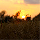 Sunset in the Grass - VideoHive Item for Sale