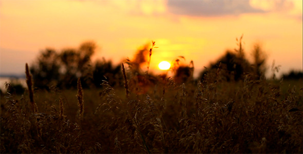 Sunset in the Grass