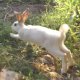 Rabbit Runs In The Field - VideoHive Item for Sale