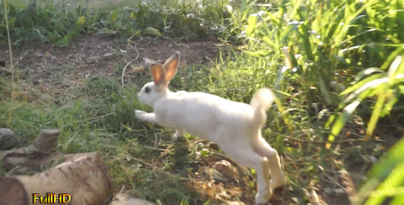 Rabbit Runs In The Field