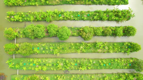 An aerial view over banana and durian plantations alt