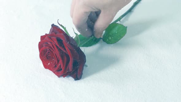 Rose Is Placed Onto The Ground In Snowfall alt