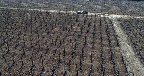 Drone footage in 4K, 60fps shot in Chile, footage of a cherry trees in Chile without leaft alt