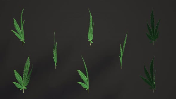 Rotation of three green cannabis leaves on a black background