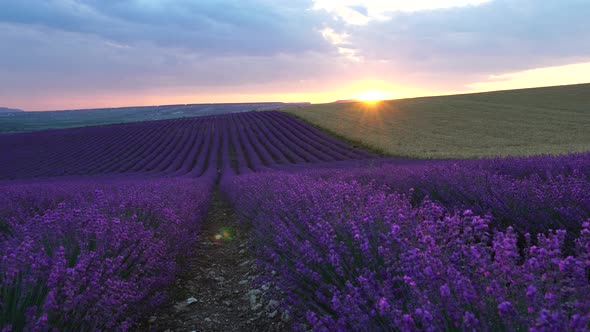 Lavender Flower Blooming Scented Fields in Endless Rows on Sunset alt