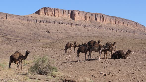Big herd of dromedary camel families  alt