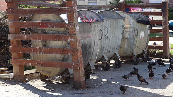 Pigeons at Dumpsters Yard alt