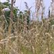 Tall Grass in the Wind Tall Grass in the Wind - VideoHive Item for Sale