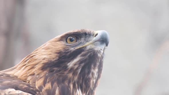 Slow Motion Bird Portrait