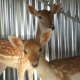 Deer In The Cage - VideoHive Item for Sale