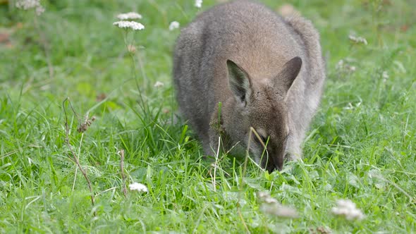 Bennett's Tree-kangaroo Eats Grass. Dendrolagus Bennettianus Grazing in the Meadow. alt