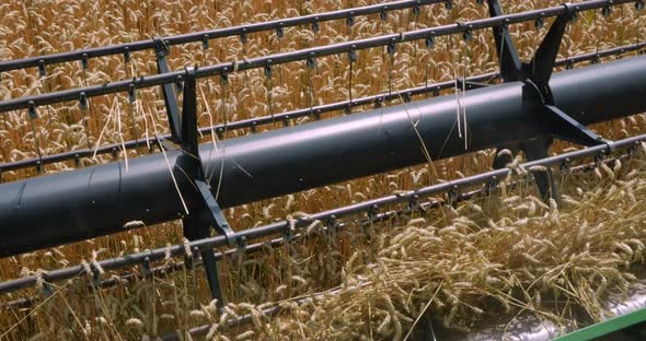 Harvesting Grain Crops With A Machine That Cuts Them And Immediately Threshes