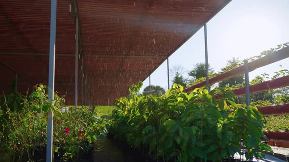 Watering System in Nursery Garden alt