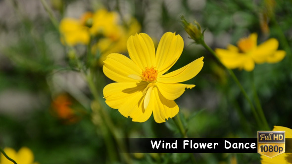Wind Flower Dance