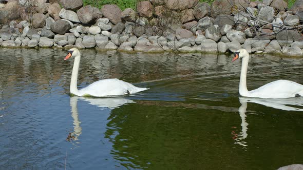 The Lake Water And Animal White Swan 1