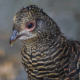 Pheasant - VideoHive Item for Sale