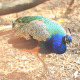 The Peacock 2 - VideoHive Item for Sale