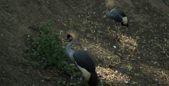 Balearica Pavonina (Crane) alt