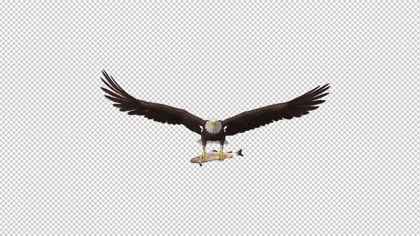 Bald Eagle with Salmon Fish - 4K Flying Loop - Front View
