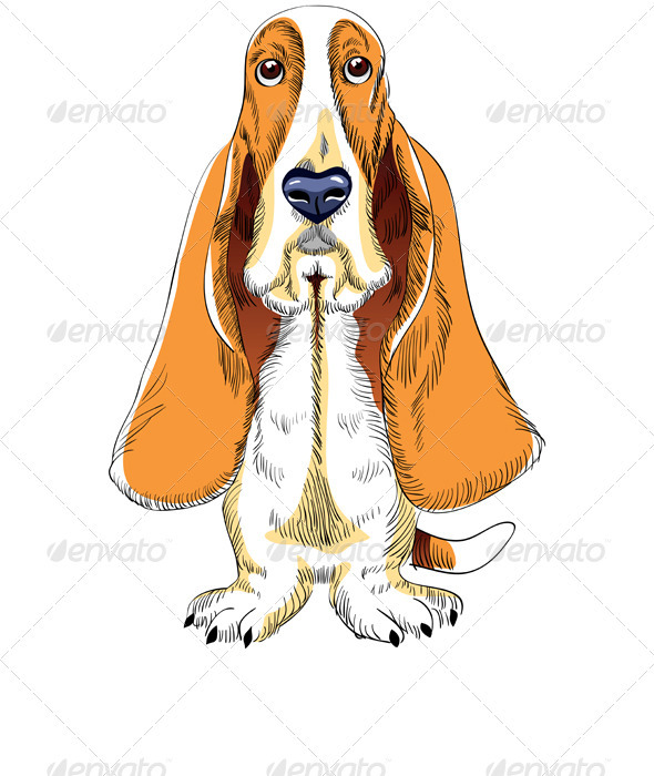 Dog Basset Hound breed