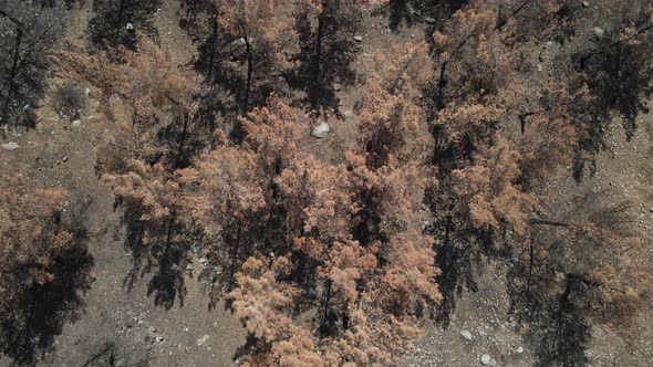 Pine Tree Ash Dry Soil Burnt Tree alt