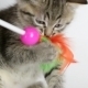 Kitten Playing With a Toy (2-Pack) Kitten Playing With a Toy (2-Pack) - VideoHive Item for Sale