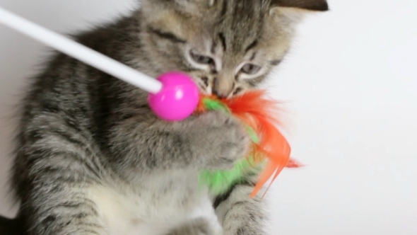 Kitten Playing With a Toy (2-Pack)